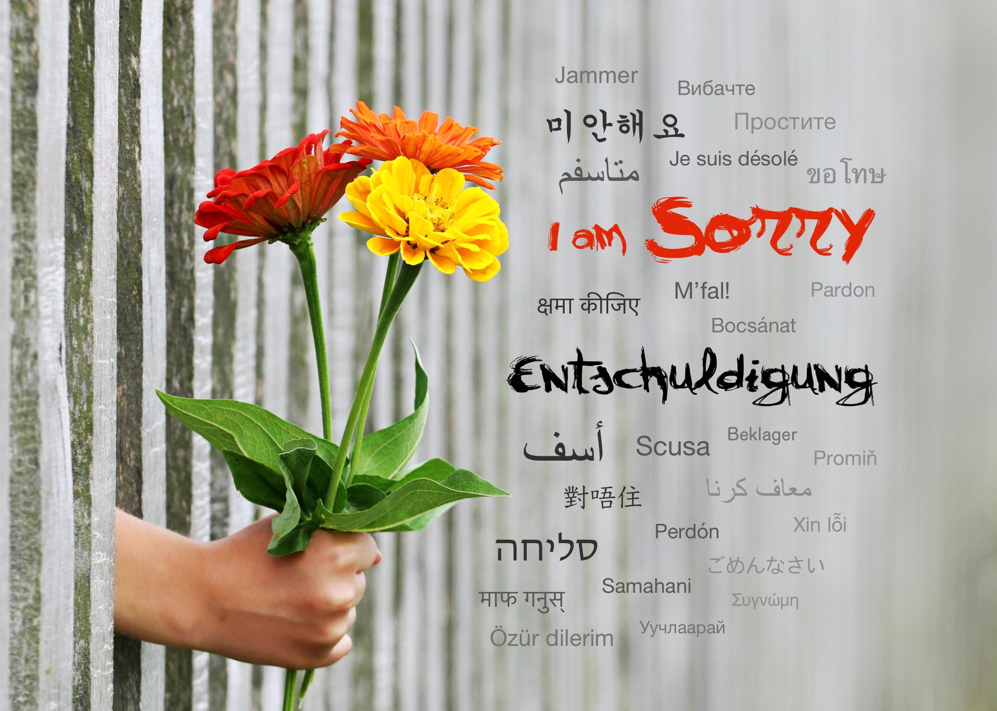 Postkarte "Entschuldigung", in 26 Sprachen - LILLYPARK
